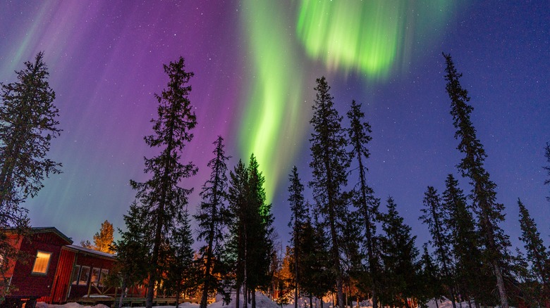 a snowy forest landscape with the Northern Lights overhead