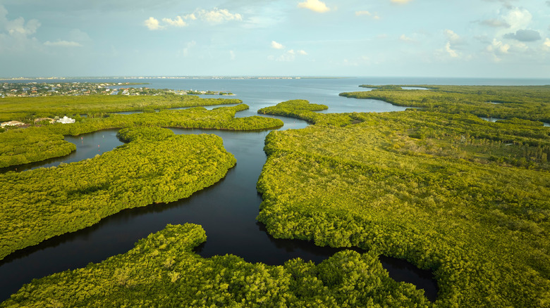 Aerial shot of the Everglades in Florida