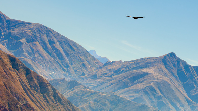 condor flying over iruya valley