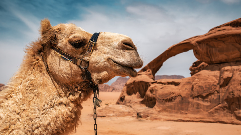 Camel in Wadi Rum desert
