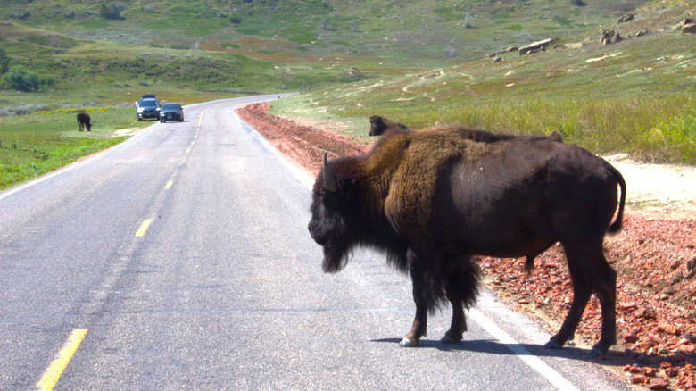 Bison crosses North Dakota road