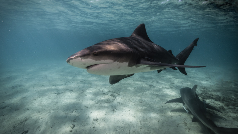 Bull shark swimming along ocean floor