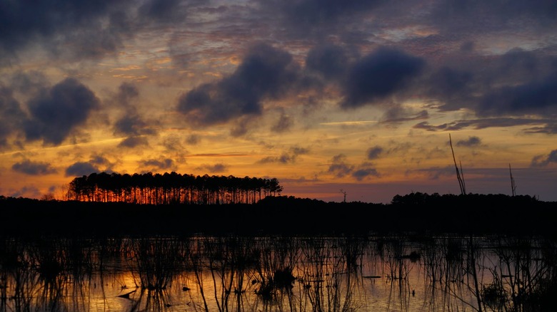 Delaware: Great Cypress Swamp