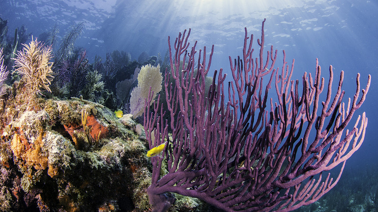 Florida: Florida Reef