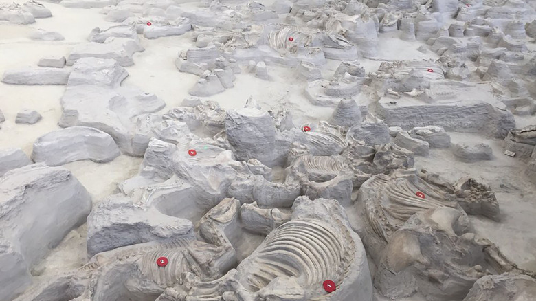 Nebraska: Ashfall Fossil Beds