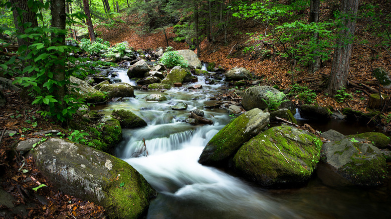 Pennsylvania: Bushkill Falls