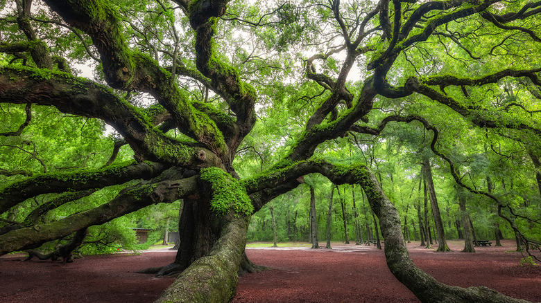 South Carolina: Angel Oak 