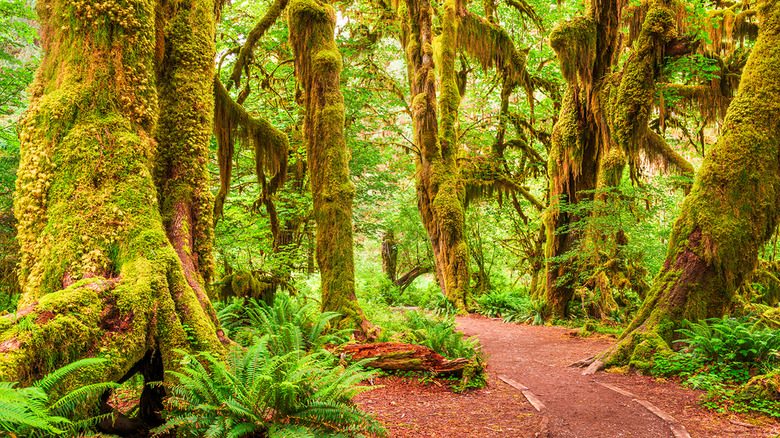 Washington: Hoh Rainforest