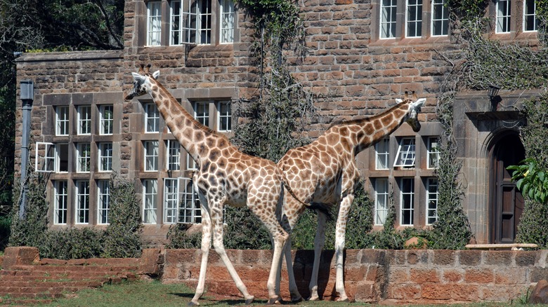 Two giraffes in front Giraffe Manor