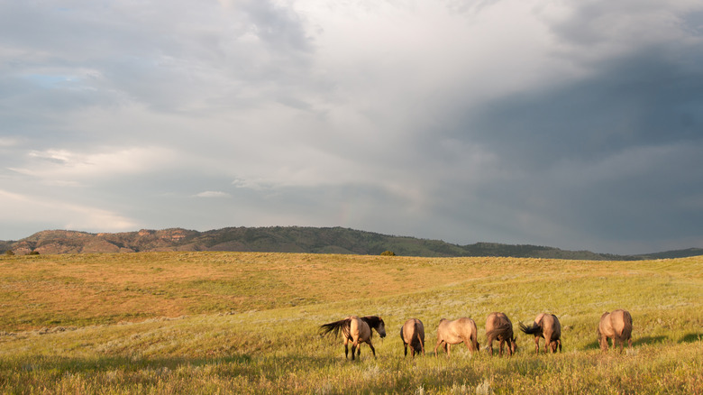 Horses gather in rolling plains