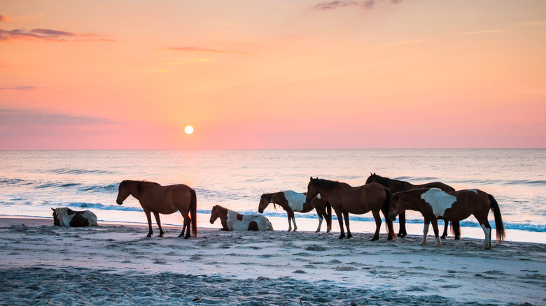 Horses on beach at sunset