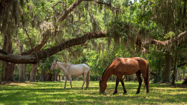 Horses graze beneath Spanish moss