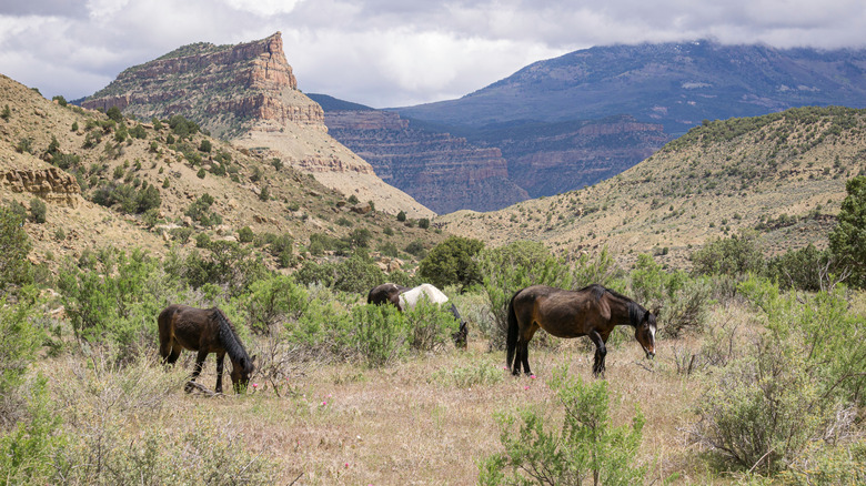 Horses graze in desert valley