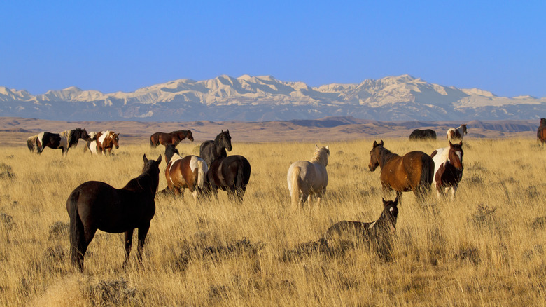 Horses idle in grasslands