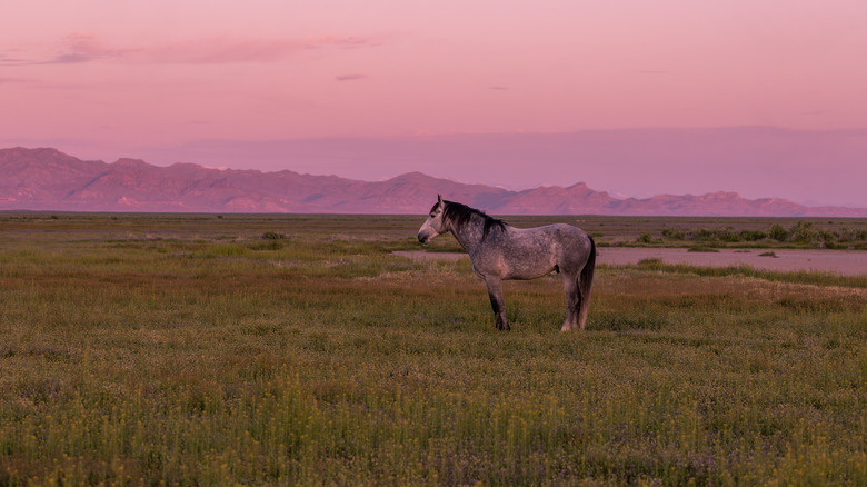 Horse stands in dusky field