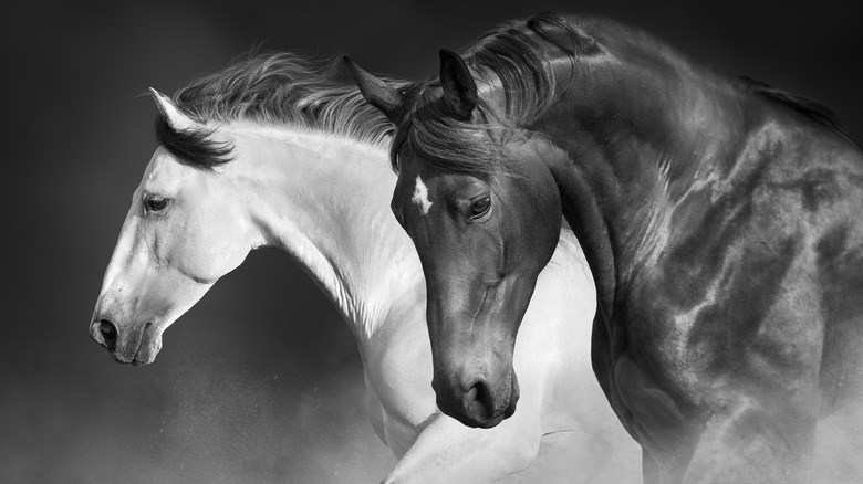 Black and white horses canter