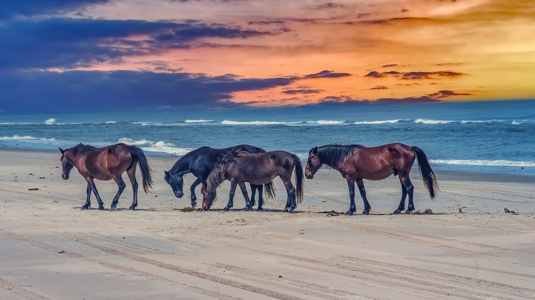 Horses walk beach at sunset