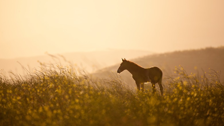 Horse stands in dusky field