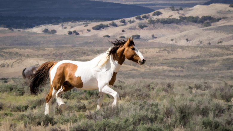 Horse trots over grassland