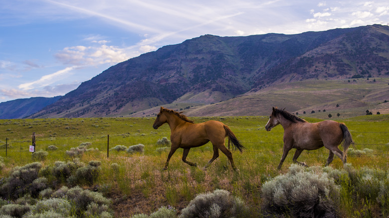 Horses gallop over desert meadow