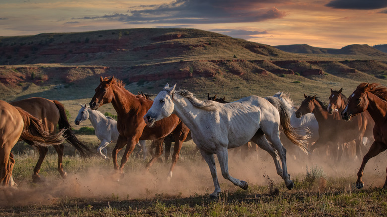 Horses gallop over dusty prairie