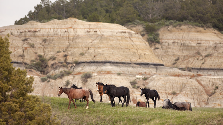 Horses trot near rocky cliffs