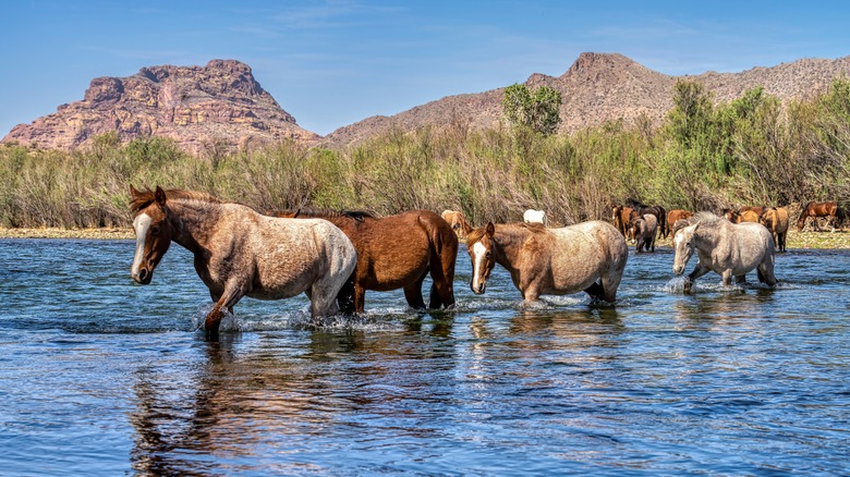 Horses wade across desert river