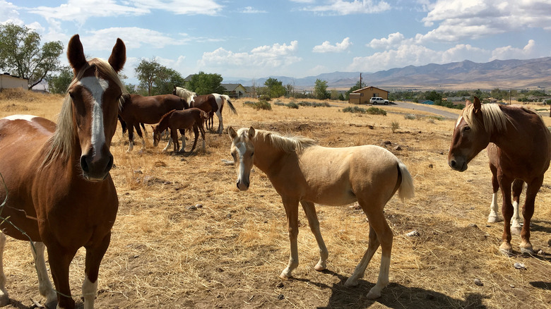 Horses graze near a town