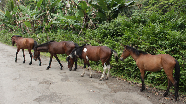 Horses stand on Hawaiian road