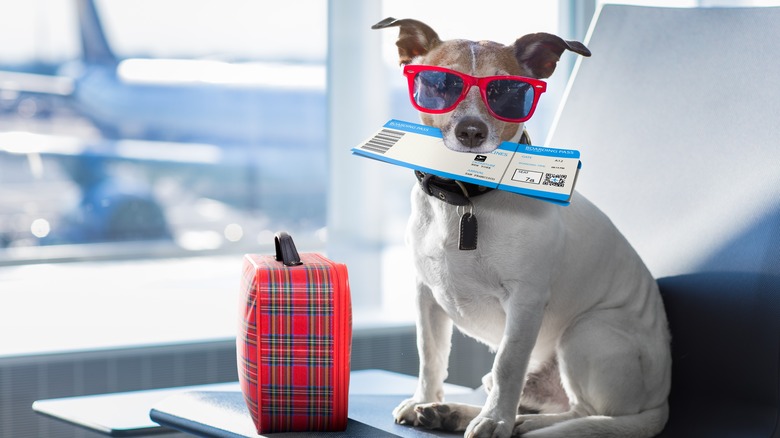 Dog with sunglasses, suitcase, and airplane tickets in its mouth