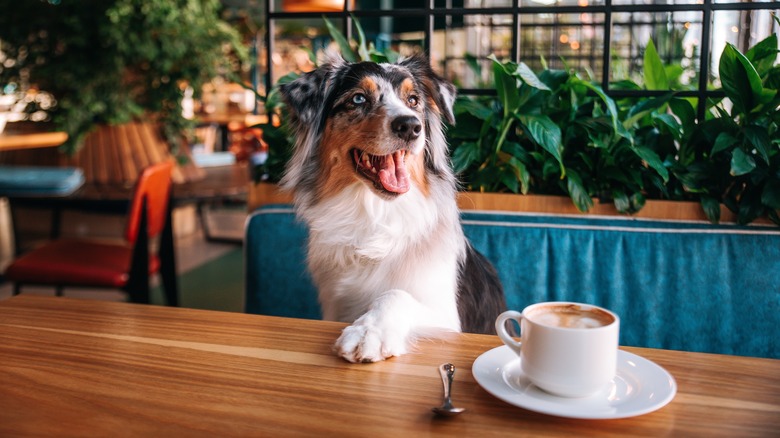 Dog sitting in a cafe with a cup of coffee on the table