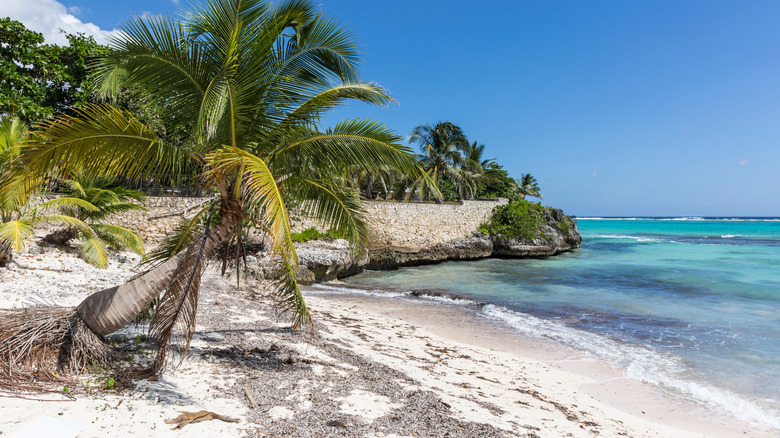 Palm tree on a beach
