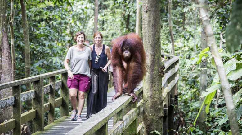 Travelers smiling behind wild orangutan