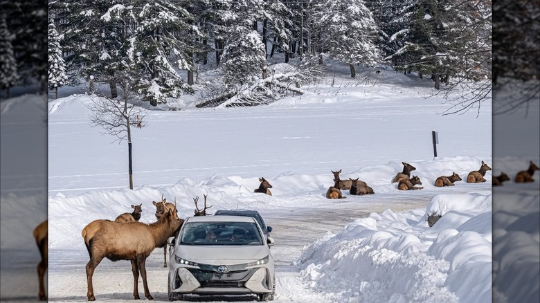 Cars driving through wilderness path at Parc Omeca in Montebello, Canada