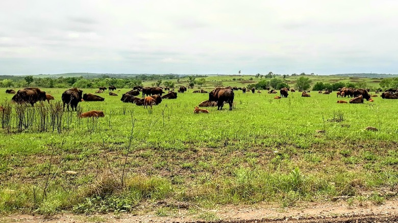 bison in a grass field