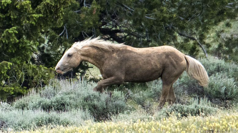 wild horse near Flathead Lake in Montana