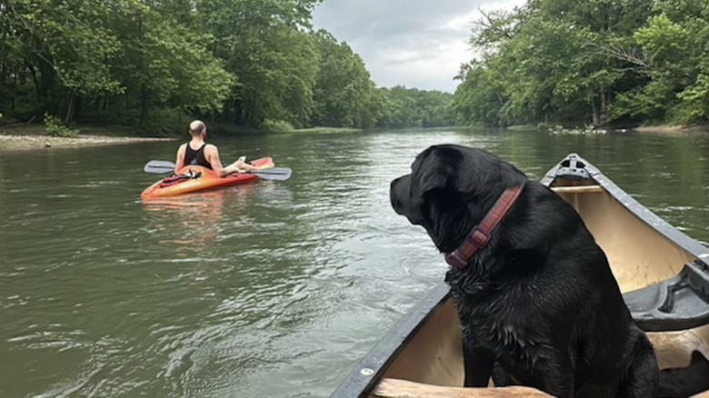 dog in canoe beside kayak