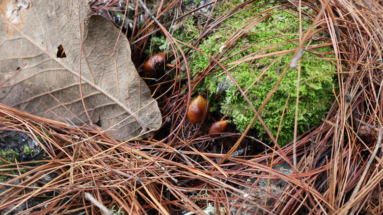 Fungi in the forest near San Jose del Pacifico in Oaxaca, Mexico