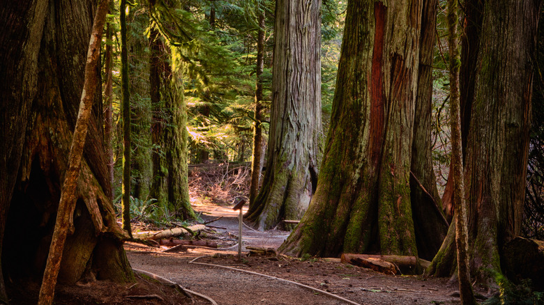 Some of the giant trees found in Cathedral Grove.