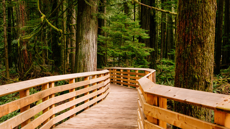 A boardwalk through trees at MacMillan Park on Vancouver Island.