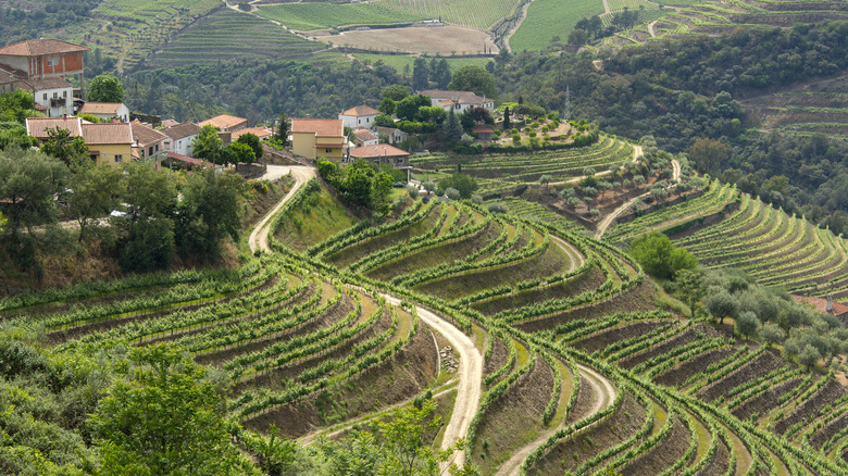 Terraced vineyard in Douro Valley