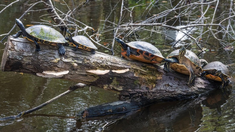 Turtles at Ellie Schiller Homosassa Springs