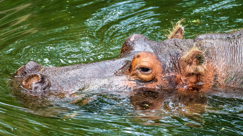 Hippo at Ellie Schiller Homosassa Springs