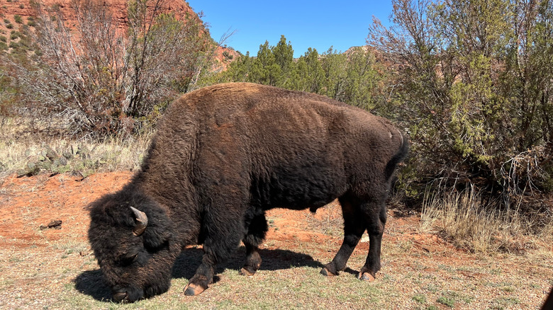 Bison grazing beneath red rock