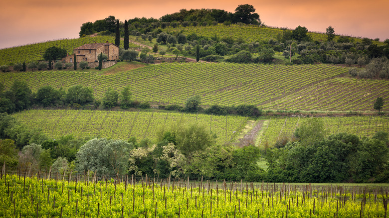 Vineyard and agriturismo house