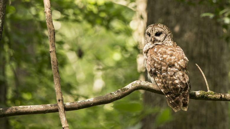 Barred owl in a tree