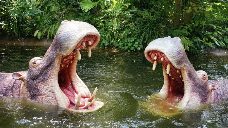 The Jungle Cruise animatronic hippos bare their teeth.