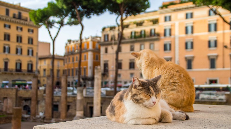 cats in Rome, Italy
