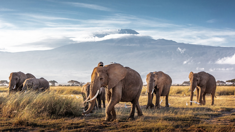 Elephants at Mount Kilimanjaro