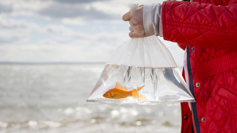 A person is holding a clear plastic bag that contains a goldfish.